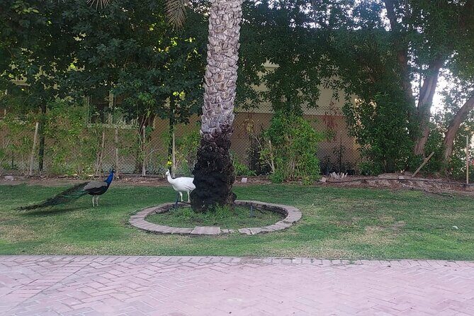Bird Watching Tour Dubai - Authentic Traveler Perspectives