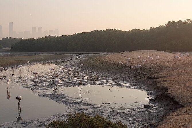 Bird Watching Tour Dubai - The Value Proposition