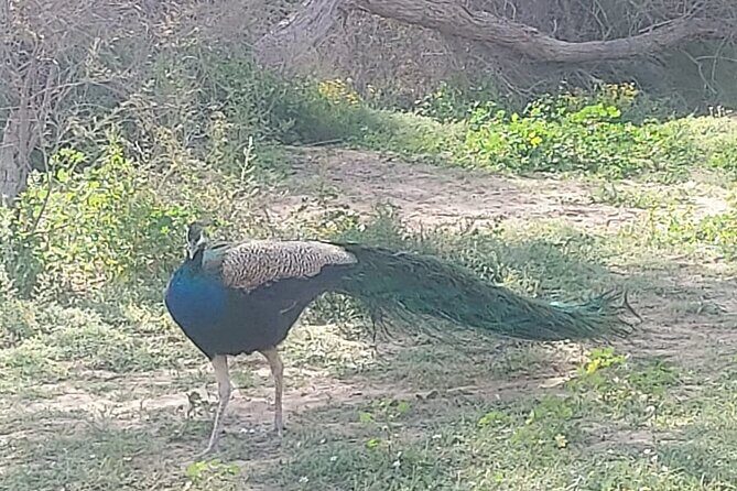 Bird Watching Tour Dubai - Who Will Love This Tour?