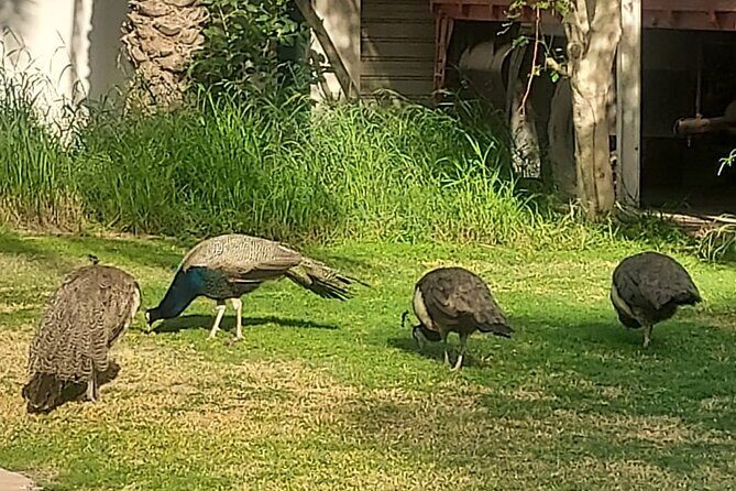Bird Watching Tour Dubai - Frequently Asked Questions