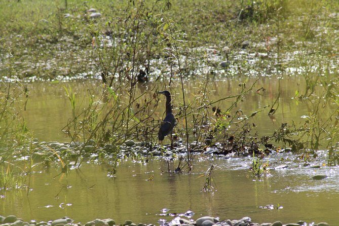 Bird Watching Tour Huatulco HT - Exploring the Itinerary and Top Spots