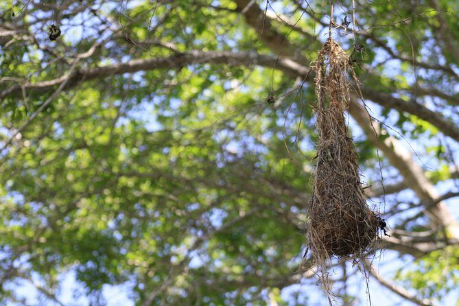 Bird Watching Tour Huatulco HT - Who Should Consider This Tour?