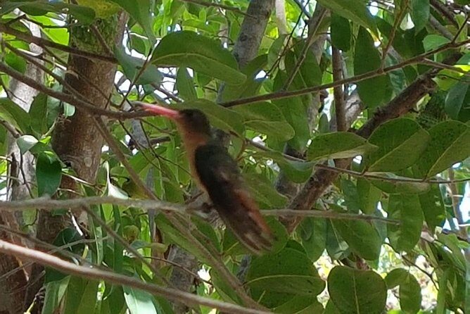 Bird Watching Tour Huatulco HT - Final Thoughts