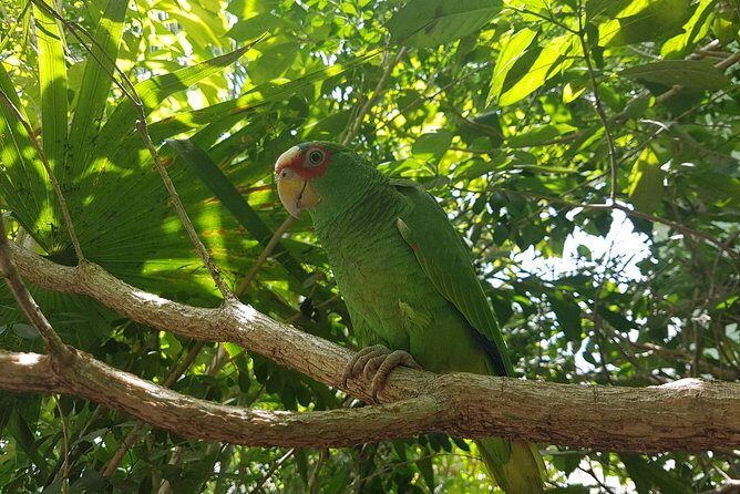 Bird Watching Tour Huatulco HT - Frequently Asked Questions