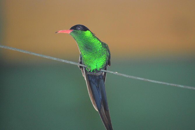 Bird Watching Tour in St Lucia - Bird Watching Tour in St. Lucia: An Authentic Feathered Encounter