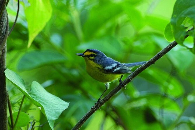 Bird Watching Tour in St Lucia - Key Points