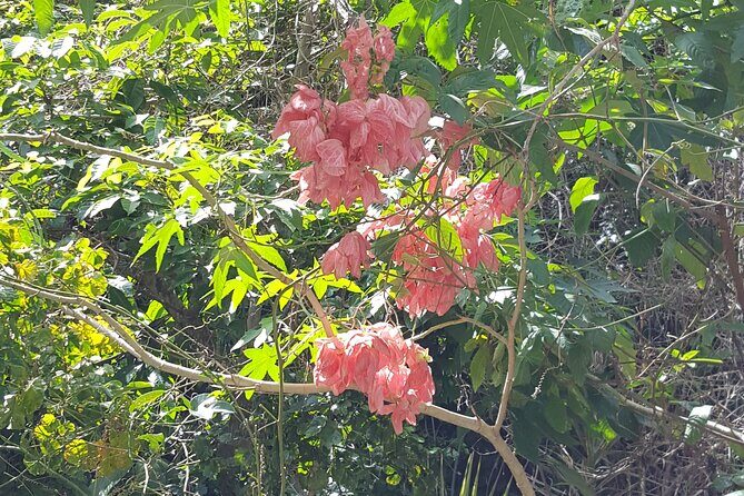 Bird Watching Tour in St Lucia - Who Will Enjoy This Tour Most?