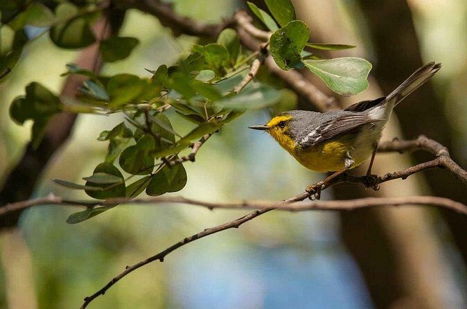 Bird Watching Tour in St Lucia - Final Thoughts