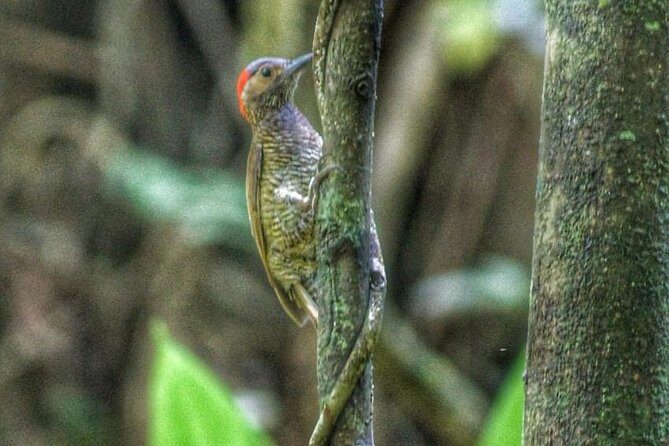 Bird Watching Tours - Introduction: An Authentic Birdwatching Experience in Tobago