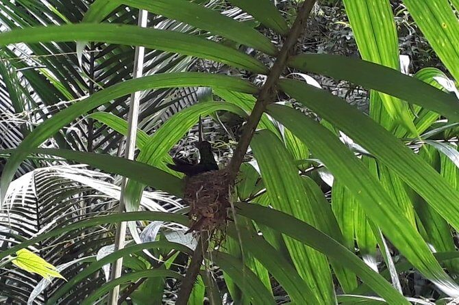 Bird Watching Tours - Key Points