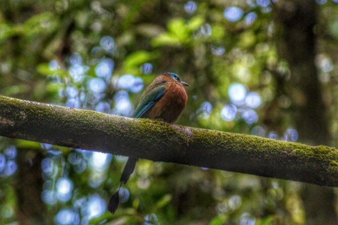 Bird Watching Tours - The Value of the Tour