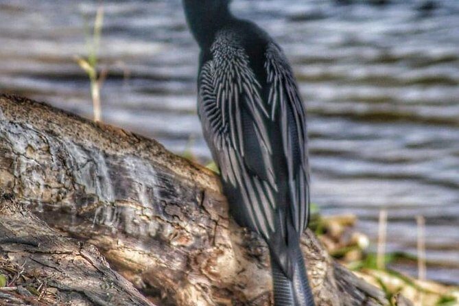 Bird Watching Tours - Why This Tour Is a Must for Bird Lovers