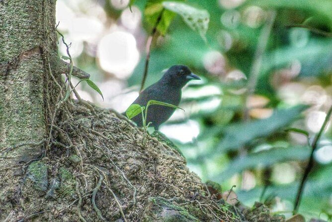 Bird Watching Tours - Who Should Consider This Tour?