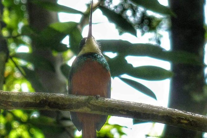 Bird Watching Tours - The Sum Up