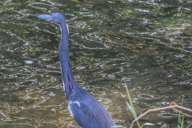Bird Watching Tours - Frequently Asked Questions