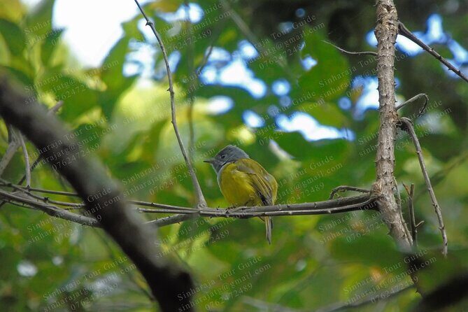 Bird Watching Tours in Sinharaja Rain Forest - Discovering the Birds of Sinharaja Rain Forest: A Practical Review