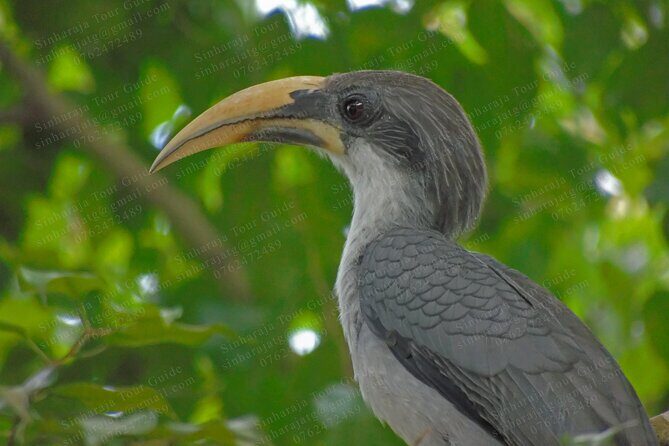 Bird Watching Tours in Sinharaja Rain Forest - An In-Depth Look at the Sinharaja Bird Watching Experience