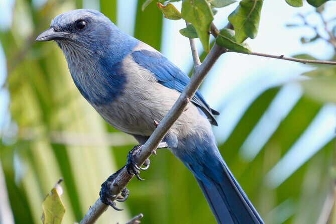 Birding and Wildlife Tour of Florida's Treasure Coast - Introduction