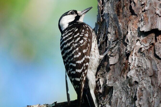 Birding and Wildlife Tour of Florida's Treasure Coast - Key Points