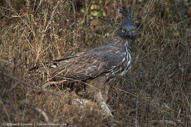 Birding & Bird Photography tour in Bangalore - Key Points