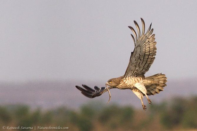 Birding & Bird Photography tour in Bangalore - An In-Depth Look at the Bangalore Birding Experience