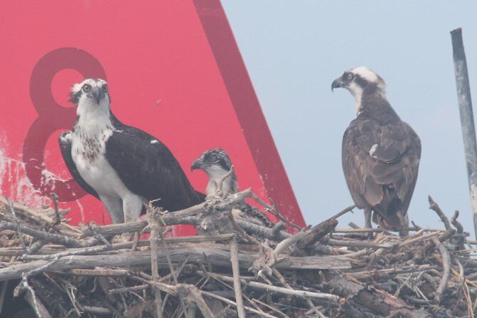 Birding By Boat on the Osprey - The Itinerary: Exploring the Wetlands from the Water