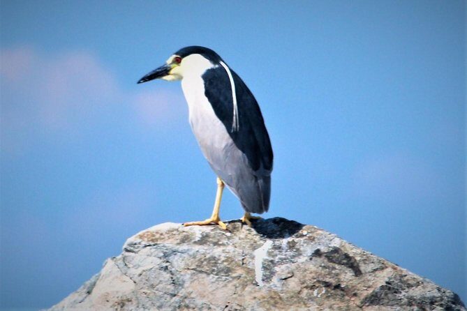 Birding By Boat on the Osprey - The Sum Up