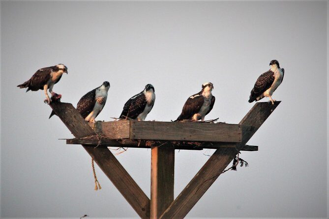 Birding By Boat on the Osprey - FAQ