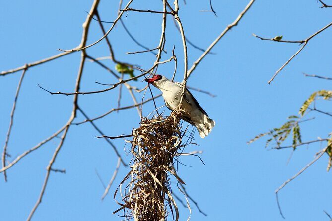 Birding for beginners - Key Points