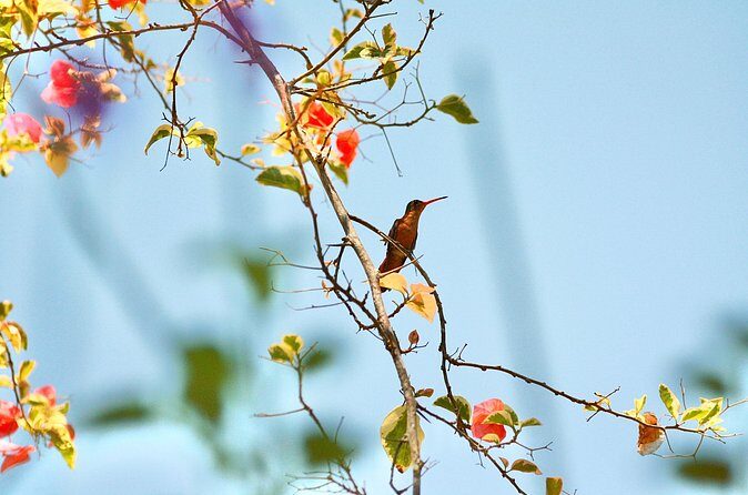 Birding for beginners - FAQ