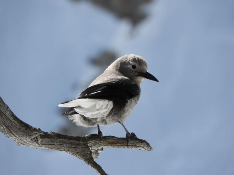 Birding Hike and Hot Spring Soak from Denver - What Makes This Tour Special