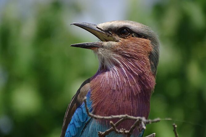 Birding Safari Experience in Livingstone - MINIMUM 2 PEOPLE - Key Points