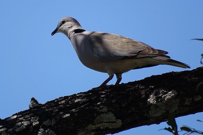 Birding Safari Experience in Livingstone - MINIMUM 2 PEOPLE - Diving Into the Experience: What to Expect