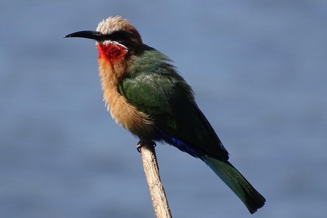 Birding Safari Experience in Livingstone - MINIMUM 2 PEOPLE - Practical Details You Should Know