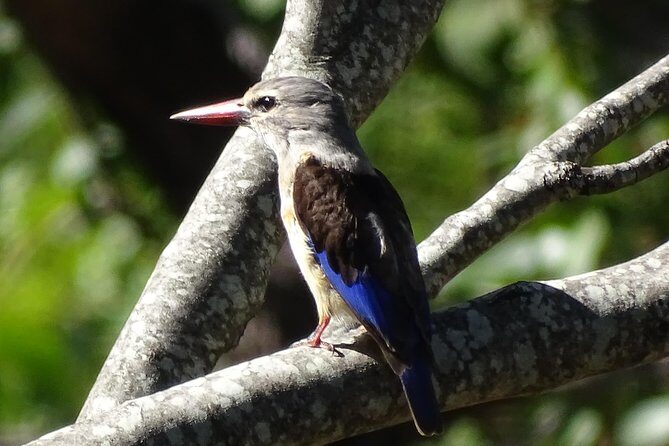 Birding Safari Experience in Livingstone - MINIMUM 2 PEOPLE - Who Will Love This Tour?