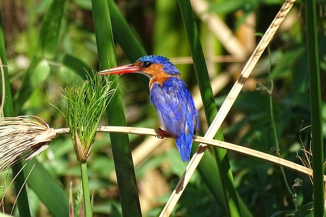 Birding Safari Experience in Livingstone - MINIMUM 2 PEOPLE - FAQ: Quick Answers to Practical Questions