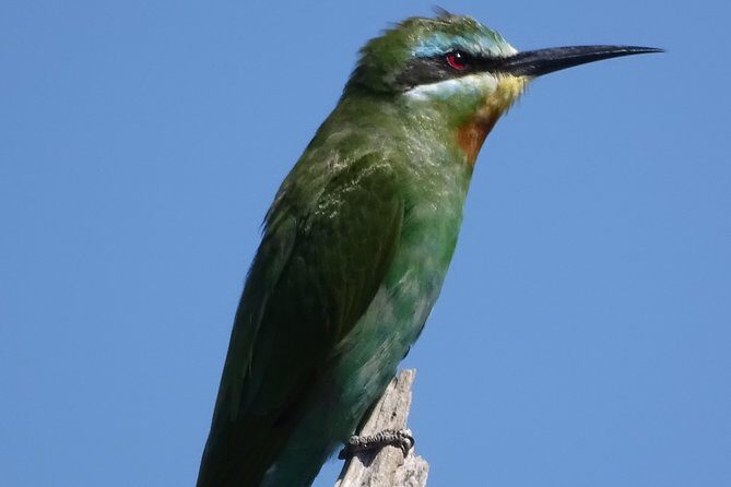 Birding Safari Experience in Livingstone - MINIMUM 2 PEOPLE - Final Thoughts