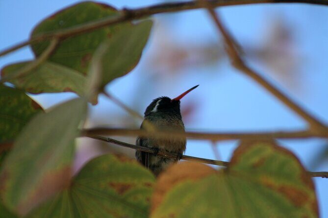 Birding San Jose Estuary Los Cabos Mexico - A Closer Look at the Experience
