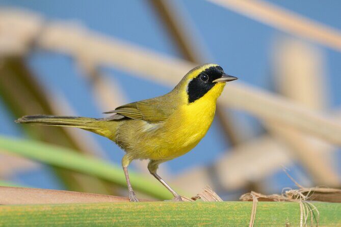 Birding San Jose Estuary Los Cabos Mexico - The Real Experience: Who It’s For