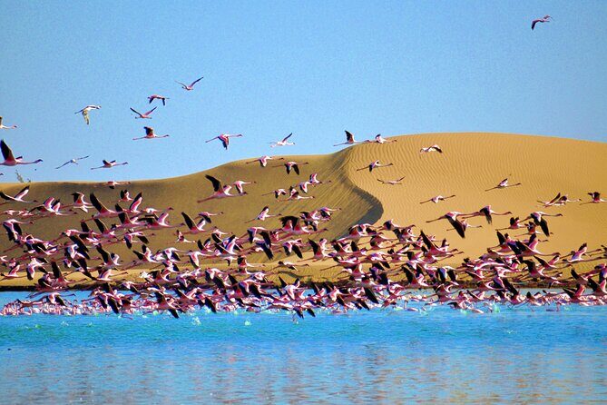 Birding Tours in Walvisbay and surrounds - Key Points