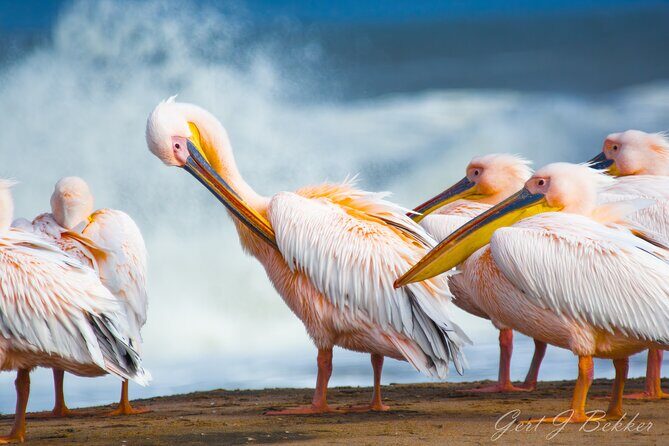 Birding Tours in Walvisbay and surrounds - Authentic Insights from Previous Participants