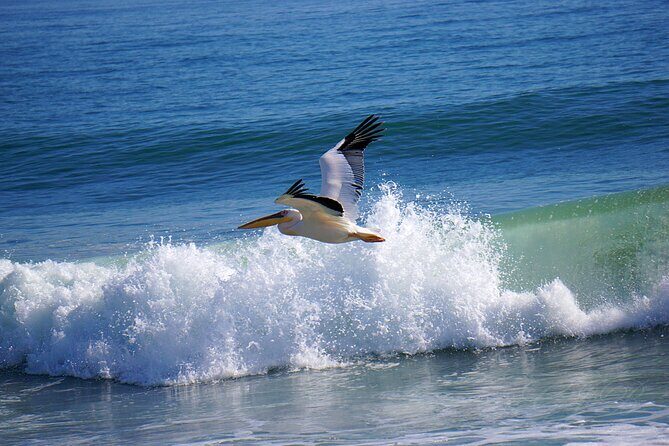Birding Tours in Walvisbay and surrounds - Pricing & Value