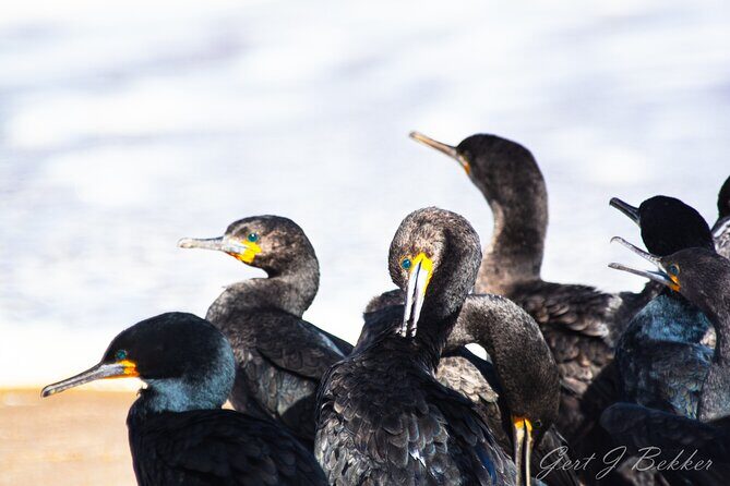 Birding Tours in Walvisbay and surrounds - The Sum Up