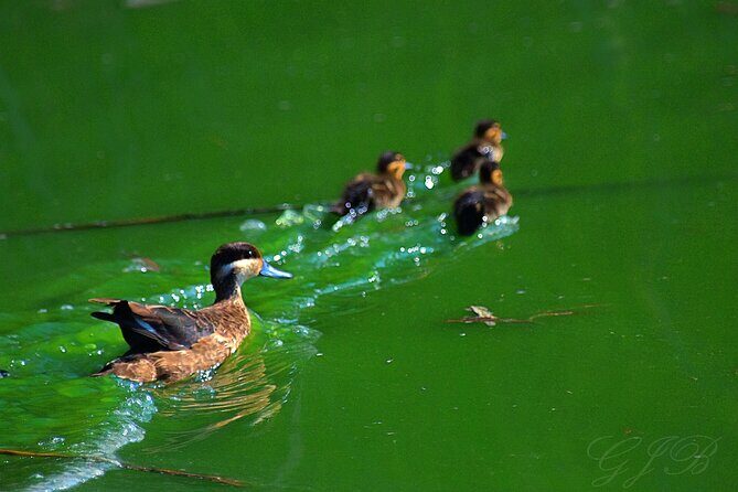 Birding Tours in Walvisbay and surrounds - Frequently Asked Questions