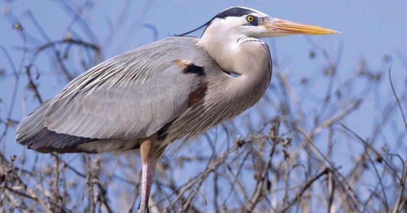 Birding Watching tours to the Simien Mountains and Lake Tana - An Introduction to the Tour Experience