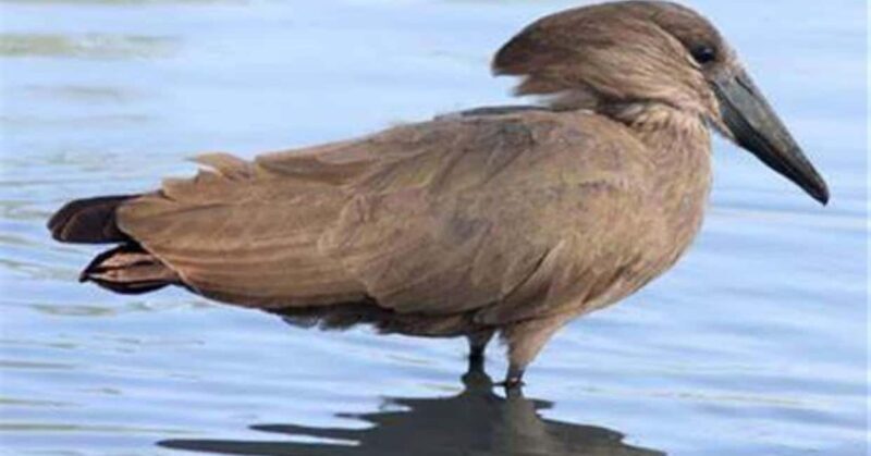 Birding Watching tours to the Simien Mountains and Lake Tana - Break Down of the Itinerary