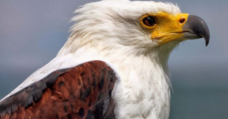 Birding Watching tours to the Simien Mountains and Lake Tana - The Real Value of the Tour