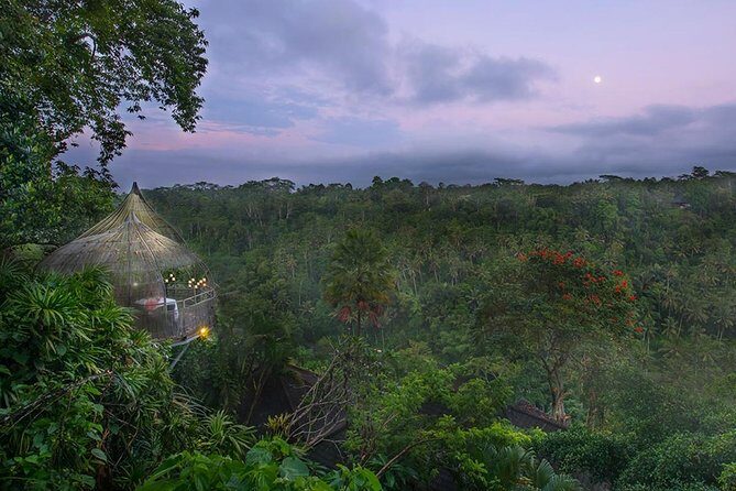 Birds Nest Romantic Dining in Ubud - Birds Nest Romantic Dining in Ubud: An Intimate Escape
