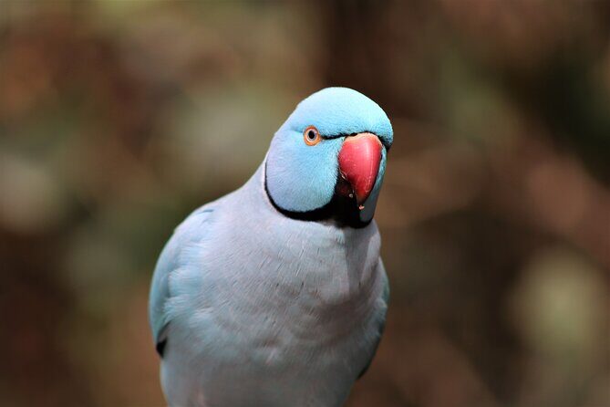 Birds of Eden Admission Ticket - Key Points