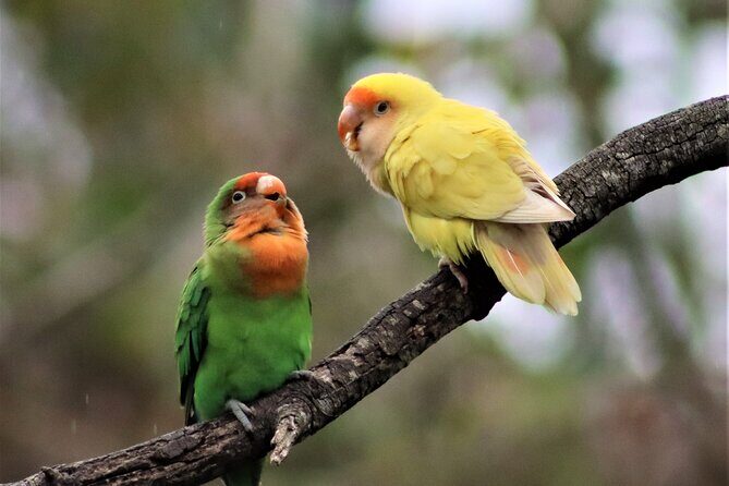 Birds of Eden Admission Ticket - A Journey Through the Birds of Eden Experience